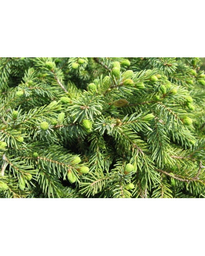 Ялина звичайна / європейська Ехініформіс | Picea abies Echiniformis | Ель обыкновенная / европейская Эхиниформис
