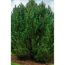 Сосна гірська | Сосна горная | Pinus mugo