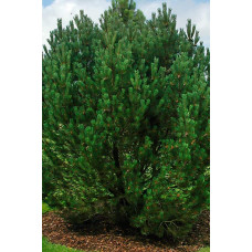 Сосна гірська | Сосна горная | Pinus mugo