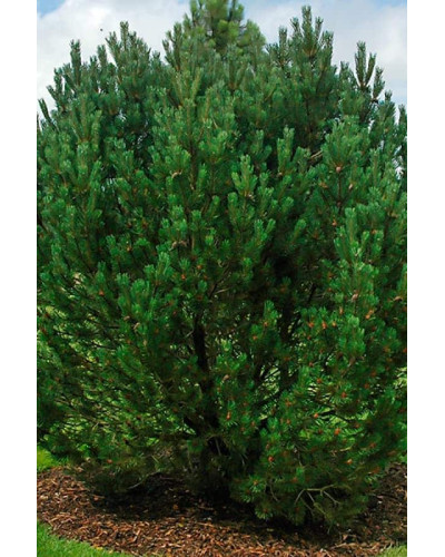 Сосна гірська | Сосна горная | Pinus mugo