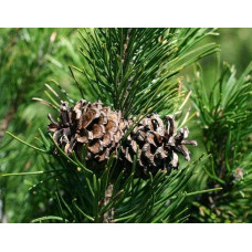 Сосна гірська | Сосна горная | Pinus mugo
