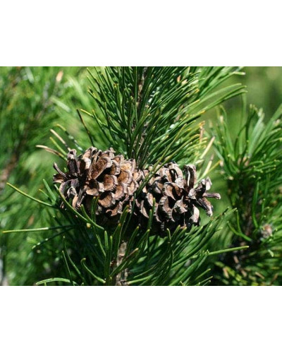 Сосна гірська | Сосна горная | Pinus mugo