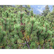 Сосна гірська | Сосна горная | Pinus mugo