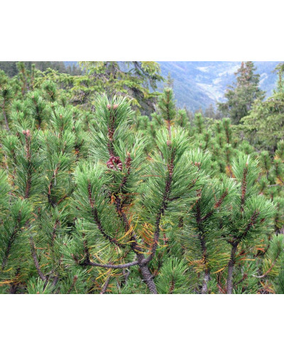 Сосна гірська | Сосна горная | Pinus mugo