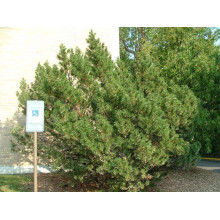 Сосна гірська | Сосна горная | Pinus mugo