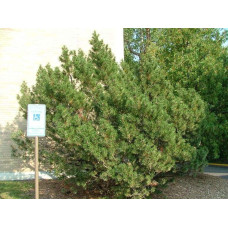 Сосна гірська | Сосна горная | Pinus mugo