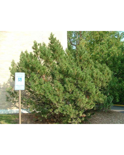 Сосна гірська | Сосна горная | Pinus mugo