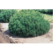 Сосна гірська | Сосна горная | Pinus mugo