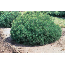 Сосна гірська | Сосна горная | Pinus mugo