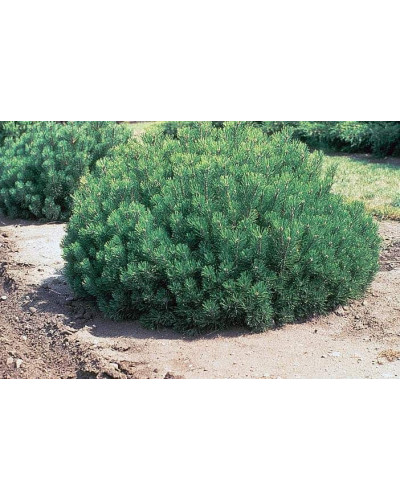 Сосна гірська | Сосна горная | Pinus mugo