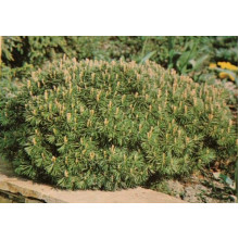 Сосна гірська | Сосна горная | Pinus mugo