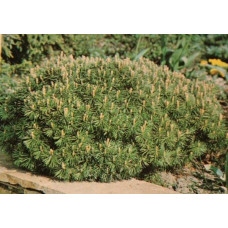 Сосна гірська | Сосна горная | Pinus mugo