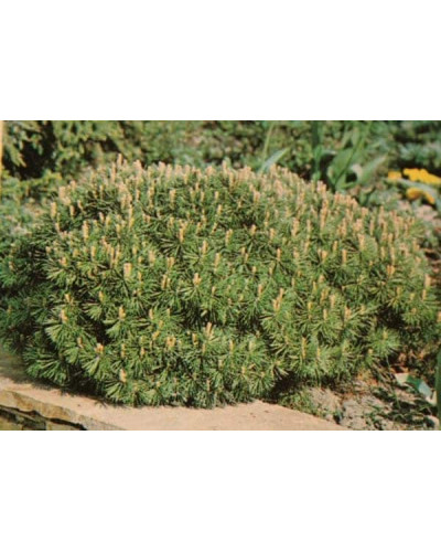 Сосна гірська | Сосна горная | Pinus mugo