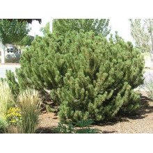 Сосна гірська | Сосна горная | Pinus mugo