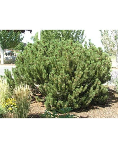 Сосна гірська | Сосна горная | Pinus mugo