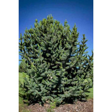 Сосна остиста | Сосна остистая | Pinus aristata
