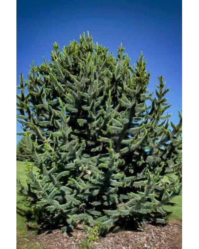 Сосна остиста | Сосна остистая | Pinus aristata