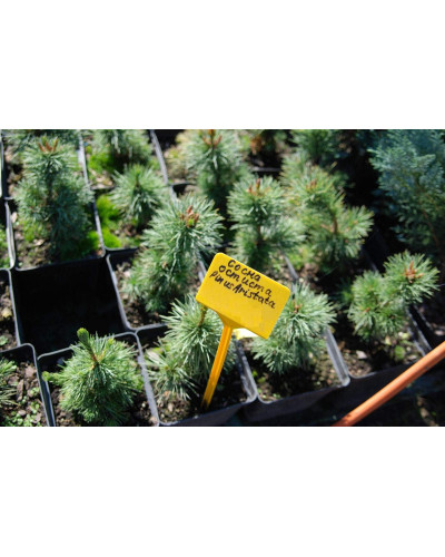 Сосна остиста | Сосна остистая | Pinus aristata
