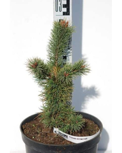 Сосна остиста | Сосна остистая | Pinus aristata
