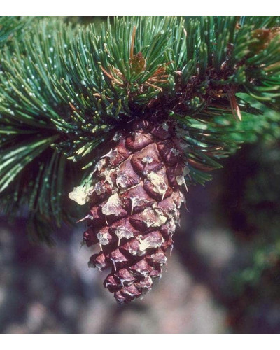 Сосна остиста | Сосна остистая | Pinus aristata
