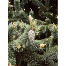 Сосна остиста | Сосна остистая | Pinus aristata