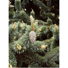 Сосна остиста | Сосна остистая | Pinus aristata