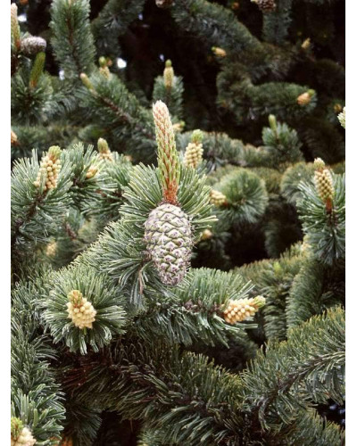 Сосна остиста | Сосна остистая | Pinus aristata