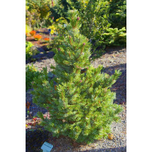 Сосна остиста | Сосна остистая | Pinus aristata