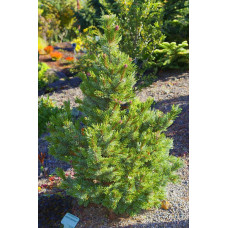 Сосна остиста | Сосна остистая | Pinus aristata