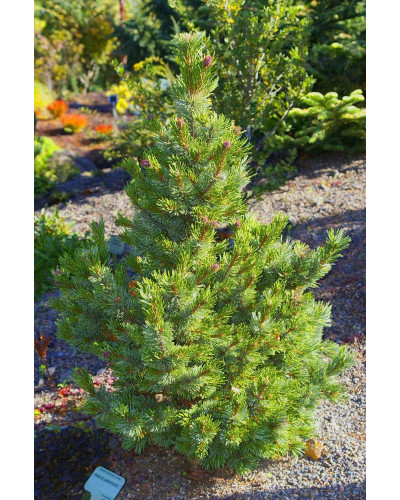 Сосна остиста | Сосна остистая | Pinus aristata
