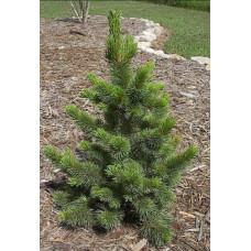 Сосна остиста | Сосна остистая | Pinus aristata