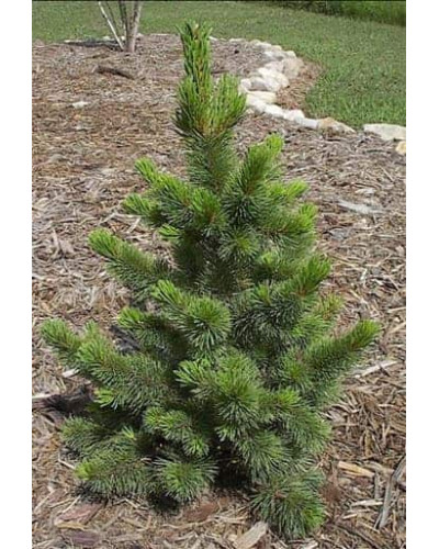 Сосна остиста | Сосна остистая | Pinus aristata