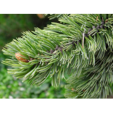 Сосна остиста | Сосна остистая | Pinus aristata