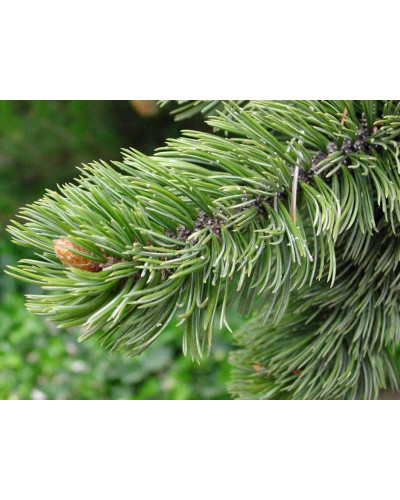 Сосна остиста | Сосна остистая | Pinus aristata