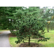Сосна остиста | Сосна остистая | Pinus aristata