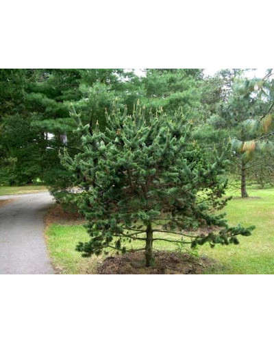 Сосна остиста | Сосна остистая | Pinus aristata