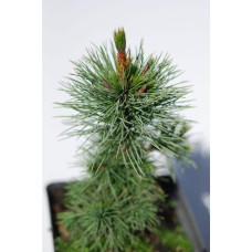 Сосна остиста | Сосна остистая | Pinus aristata