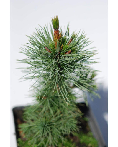 Сосна остиста | Сосна остистая | Pinus aristata