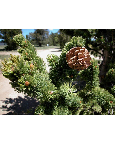 Сосна остиста | Сосна остистая | Pinus aristata