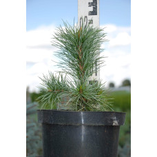 Сосна остиста | Сосна остистая | Pinus aristata