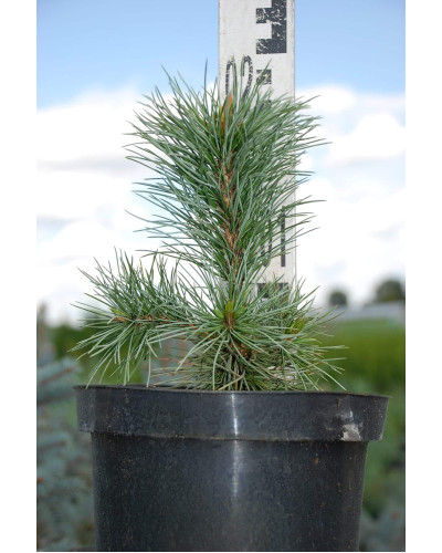 Сосна остиста | Сосна остистая | Pinus aristata