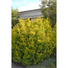 Тис ягідний Семперауреа | Тис ягодный Семперауреа | Taxus baccata Semperaurea