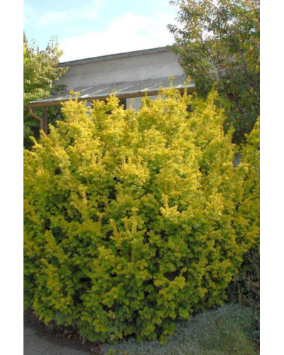 Тис ягідний Семперауреа | Тис ягодный Семперауреа | Taxus baccata Semperaurea