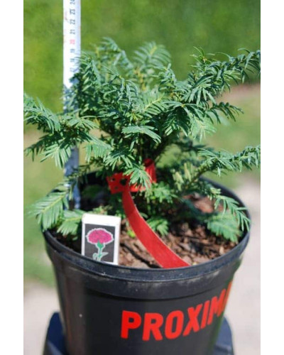 Тис ягідний Семперауреа | Тис ягодный Семперауреа | Taxus baccata Semperaurea