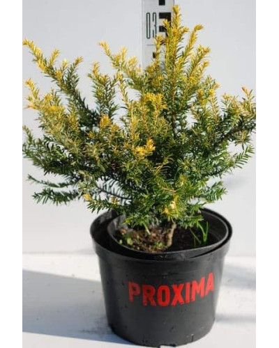 Тис ягідний Семперауреа | Тис ягодный Семперауреа | Taxus baccata Semperaurea