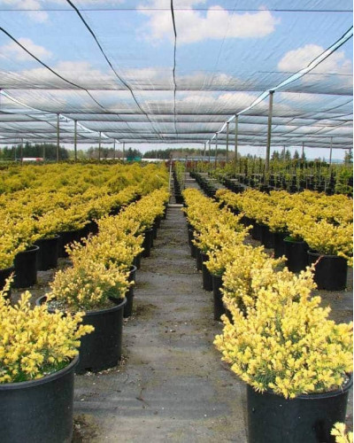 Тис ягідний Семперауреа | Тис ягодный Семперауреа | Taxus baccata Semperaurea