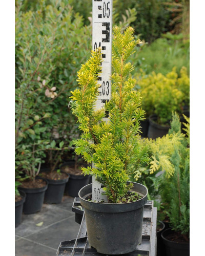 Тис ягідний Семперауреа | Тис ягодный Семперауреа | Taxus baccata Semperaurea