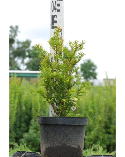 Тис ягідний Семперауреа | Тис ягодный Семперауреа | Taxus baccata Semperaurea