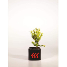 Тис ягідний Семперауреа | Тис ягодный Семперауреа | Taxus baccata Semperaurea