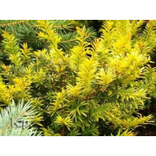 Тис ягідний Семперауреа | Тис ягодный Семперауреа | Taxus baccata Semperaurea
